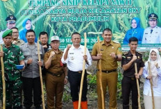 Pemkot Prabumulih Dorong Swasembada Pangan Lewat Penanaman Padi Gogo Sistem Tumpang Sari