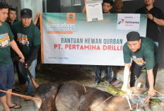 Idul Adha 1446 H, Pertamina Drilling Distribusikan 16 Hewan Kurban