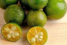 Cegah Batu Ginjal dengan Jeruk Kasturi