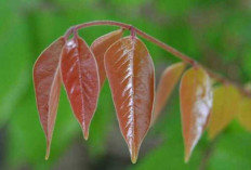 Cacar Air, Sakit Kulit dan Batuk, Obati dengan Daun Belimbing