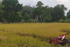Sumsel Berdayakan P2EP Sukseskan Mandiri Pangan