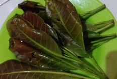 Tingkatkan Libido dengan Daun Jambu Mete