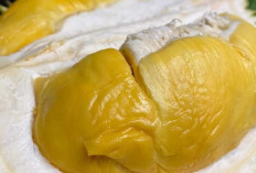Beragam Jenis Durian dan Ciri Khas Rasa yang Membuatnya Istimewa