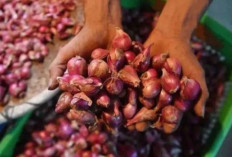 Harga Pangan 10 Juli 2025: Cabai dan Bawang Turun, Daging Sapi dan Ikan Naik !