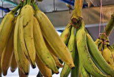 Pisang Tanduk Buah Eksotis dengan Manfaat Kesehatan yang Menakjubkan