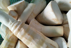 Sembuhkan Luka dan Cegah Infeksi dengan Rebung 
