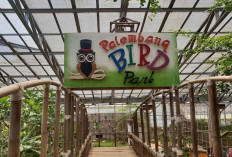 Palembang Bird Park, Destinasi Wisata Edukatif dan Seru di Tengah Kota