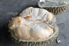 Jangan Dibuang! Biji Durian Ternyata Dapat Mencegah Disfungsi Ereksi, Begini Caranya