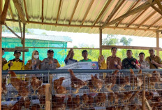 Budidaya Ayam Petelur, Solusi Ekonomi  Masyarakat Desa