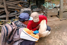 Dinas Peternakan OKU Timur Vaksin Gratis Ribuan Hewan Peliharaan Cegah Rabies