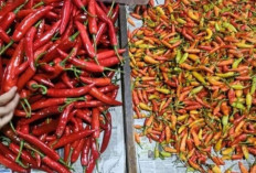 Harga Pangan 4 Agustus 2025: Cabai Rawit Rp118.000, Bawang Merah Rp45.000 per Kilogram !