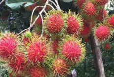 Buah Rambutan Dapat Mengurangi Mual pada   Ibu Hamil dan Menjaga Kesehatan Ginjal