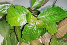 Obati Ambeien dan Bisul dengan Daun Alifuru