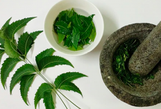 Obati Disentri dan Diare dengan Daun Imbau