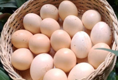 Tak Sekadar Bulat dan Bercangkang, Inilah Ragam Telur yang Mengisi Dapur Indonesia