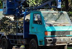 Ketika Mercy Menantang Raksasa Jepang: Sejarah Singkat Truk MB700 dan MB800