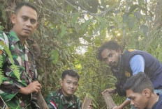 Bea Cukai Bersama TNI Sita Kayu Gaharu di Jalur Tidak Resmi