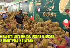 6 Kabupaten Penghasil Durian Terbesar dan Terlezat di Sumatera Selatan 2024 :  Juaranya Bukan OKU Timur !