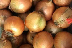 Bawang Bombay : Manfaat, Harga Pasar, dan Tren Konsumsi di Indonesia