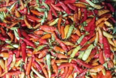 Harga Pangan 9 Oktober 2024 : Penurunan Harga Cabai Rawit Menjadi Rp42.270 per Kilogram !