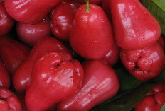 Obati Diare dan Asma dengan Biji Jambu Air