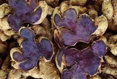 Atasi Gangguan Lambung dan Menstruasi dengan Kunyit Hitam 