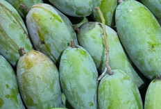 Mangga Kiojay, Buah Jumbo Manis Asal Thailand yang Kian Diminati di Indonesia