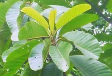 Atasi Kencing Batu dan Kencing Nanah dengan Daun Bengang