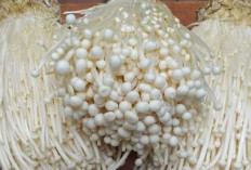 Jamur Enoki : Superfood Kaya Nutrisi yang Kian Populer di Indonesia