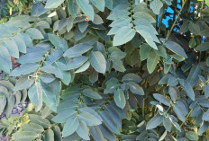 Jaga Kesehatan Darah dan Tingkatkan Kualitas Sperma dengan Daun Katuk