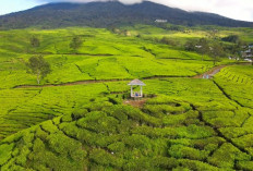 Potensi Ekonomi Sektor Pertanian di Daerah Terpencil Sumatera Selatan : Dari Ladang ke Pasar !