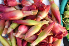Kecombrang : Si Bunga Eksotis dengan Aroma Tajam yang Menghidupkan Rasa Masakan Nusantara