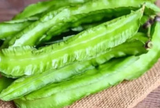 Kecipir: Sayuran Kaya Manfaat yang Semakin Populer di Dapur Indonesia