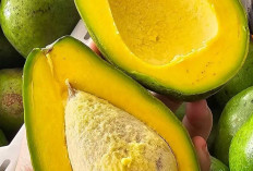 Kaya Nutrisi dan Lemak Sehat, Ini Dia Manfaat Buah Alpukat untuk Kesehatan