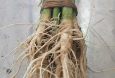 Atasi Keputihan dan Wasir dengan Akar Bayam