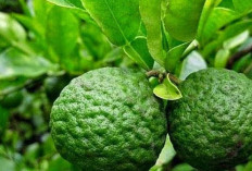 Haluskan Kulit dan Atasi Ketombe dengan Jeruk Purut