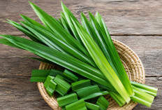 Jaga Pola Hidup Sehat Dengan Pandan Untuk mencegah Penuaan Dini Juga Menghambat Sel Kanker
