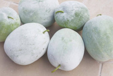 Jaga Kesehatan Otak dan Ginjal dengan Buah Kundur