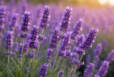 Tak Hanya Usir Nyamuk, 8 Khasiat Lain Bunga Lavender Ini Wajib Kamu Ketahui