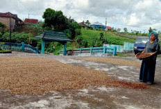 Harga Kopi Tinggi, Marbot Masjid di Kabupaten Rejang Lebong Hasilkan Cuan Jutaan Rupiah perhari