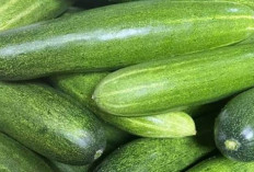 Redakan Nyeri Rematik dan Asam Urat dengan Timun