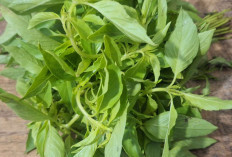 Manfaat Daun Kemangi untuk Kesehatan: Aromatik, Alami, dan Kaya Khasiat