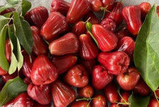 Jambu Citra: Buah Lokal yang Manis, Renyah, dan Berpotensi Tinggi untuk Pasar Ekspor