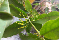 Obati Epilepsi dan Hepatitis dengan Daun Benalu