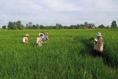 Pastikan Stok Pangan Aman Jelang Nataru di Sumsel