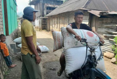 Petani Kopi  di OKU Siap-siap Kaya Raya : Harga Kopi Robusta Melonjak hingga Rp60 Ribu per Kilogram !  