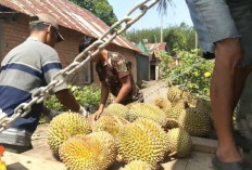 Empat Lawang, Surga Durian di Sumatera Selatan : Keunggulan Rasa di Balik Kelezatan Durian Tembaga !