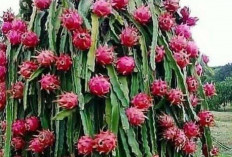 Pohon Buah Naga, Simbol Rezeki dan Harapan yang Tumbuh dari Halaman Rumah