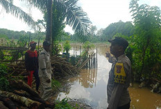 40 Hektar Lahan Jagung Program Ketahanan Pangan di Muara Kuang Terendam Banjir