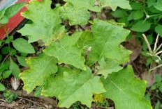 Cegah Infeksi dan Atasi Gondok dengan Daun Rimbang	